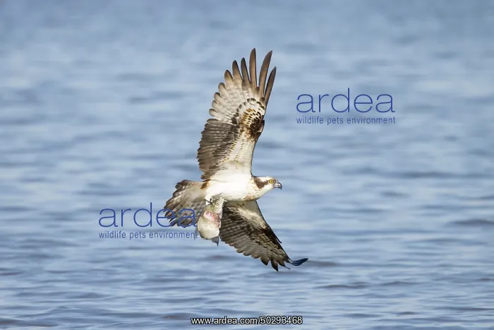 : Osprey Fish : Osprey Fish