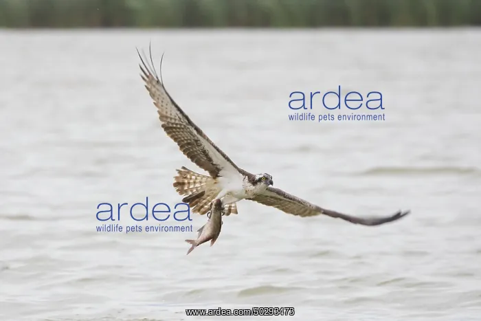  : Osprey Fish