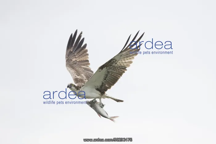 : Osprey Fish : Osprey Fish