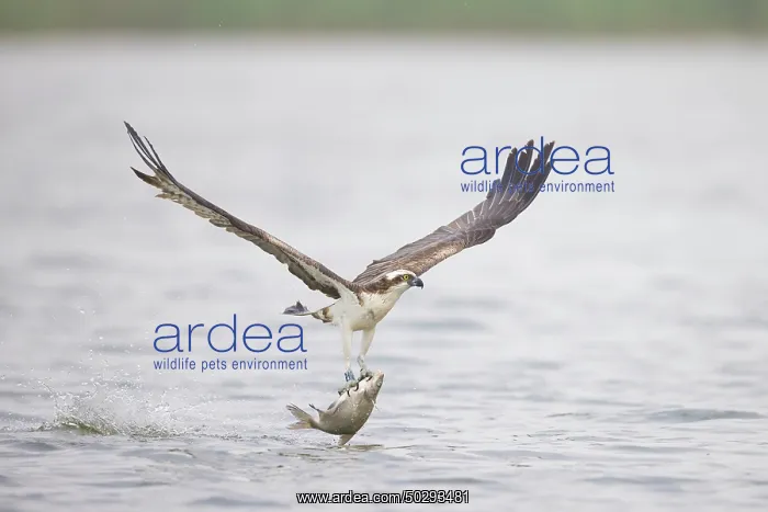 : Osprey Fish : Osprey Fish