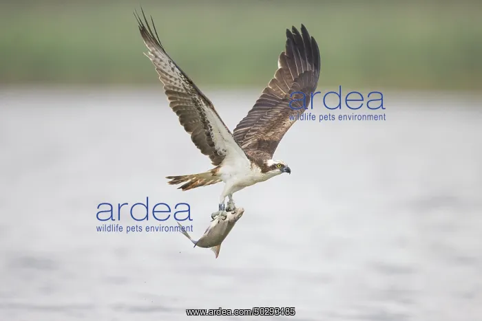 : Osprey Fish : Osprey Fish