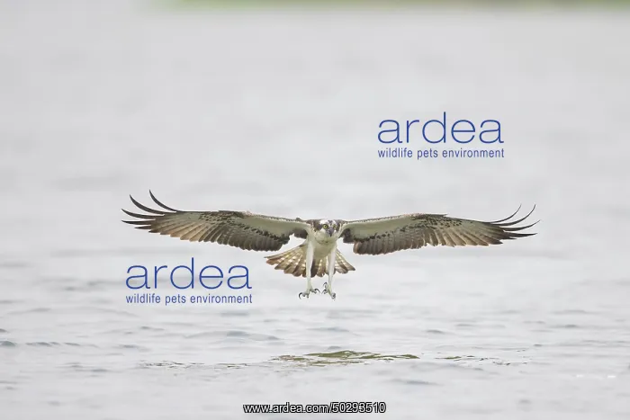 : Osprey Fish : Osprey Fish