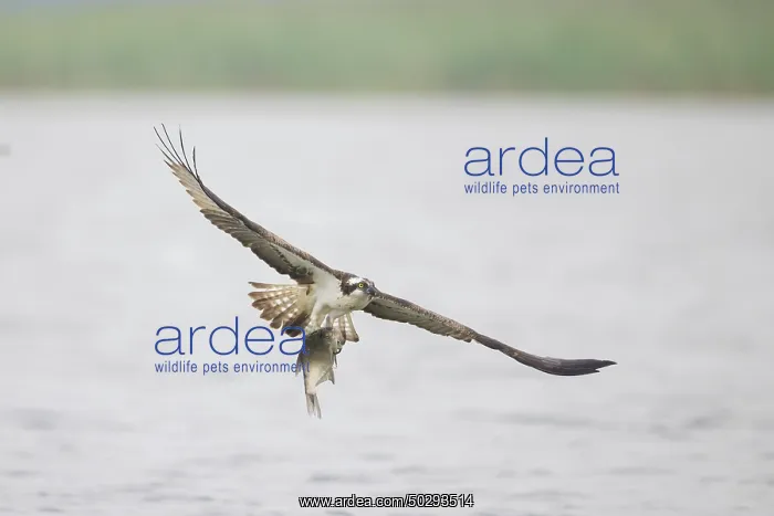 : Osprey Fish : Osprey Fish