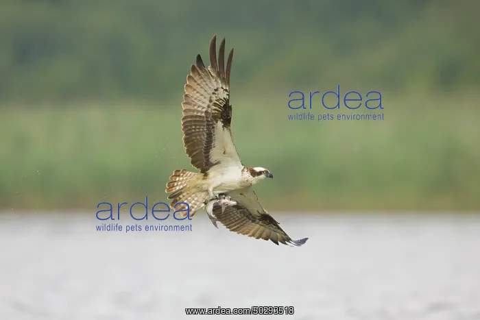 : Osprey Fish : Osprey Fish