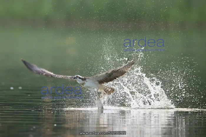 : Osprey Fish : Osprey Fish