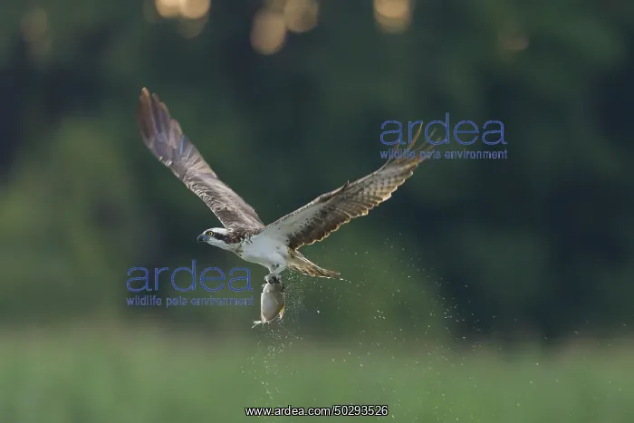 : Osprey Fish : Osprey Fish