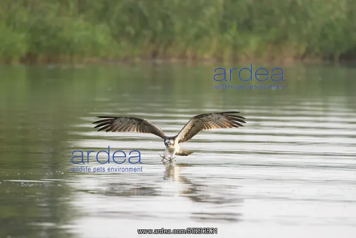 : Osprey Fish : Osprey Fish