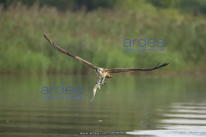 : Osprey Fish : Osprey Fish