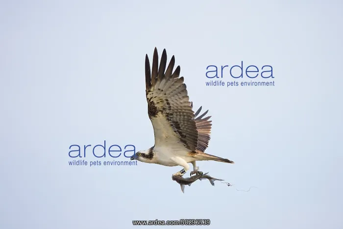 : Osprey Fish : Osprey Fish