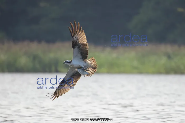 : Osprey Fish : Osprey Fish