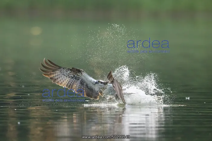 : Osprey Fish : Osprey Fish
