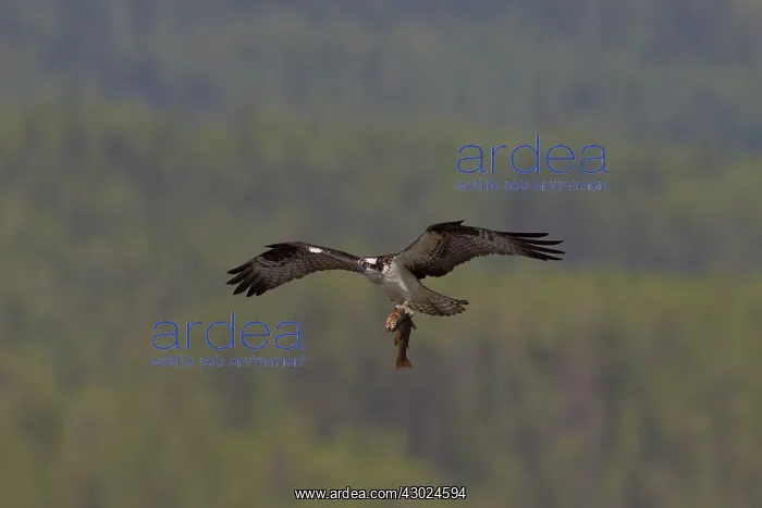 : Osprey fish Osprey adult in flight with fish prey Sweden : Osprey fish Osprey adult in flight with fish prey Sweden