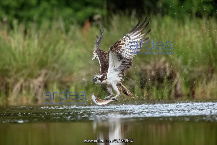  : Osprey - With Fish - UK