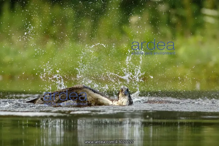 : Osprey - fishing on lake - Sctoland, United Kingdom : Osprey - fishing on lake - Sctoland, United Kingdom