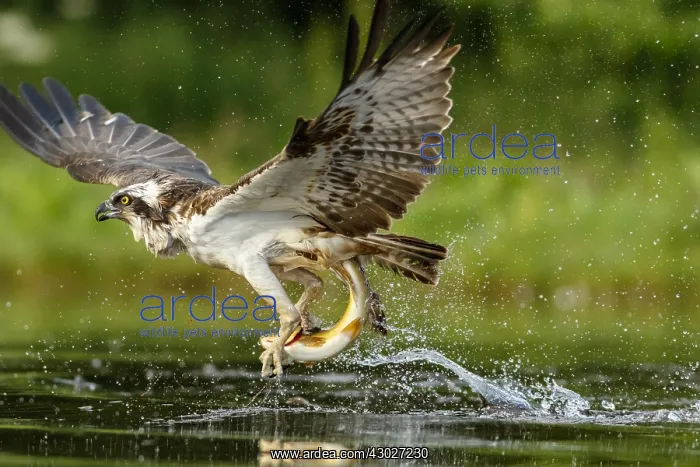 : Osprey - fishing on lake - Sctoland, United Kingdom : Osprey - fishing on lake - Sctoland, United Kingdom