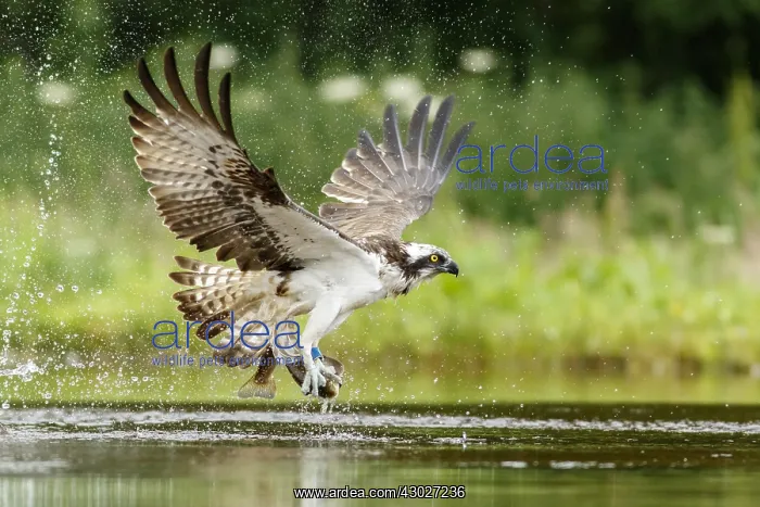 : Osprey - fishing on lake - Sctoland, United Kingdom : Osprey - fishing on lake - Sctoland, United Kingdom