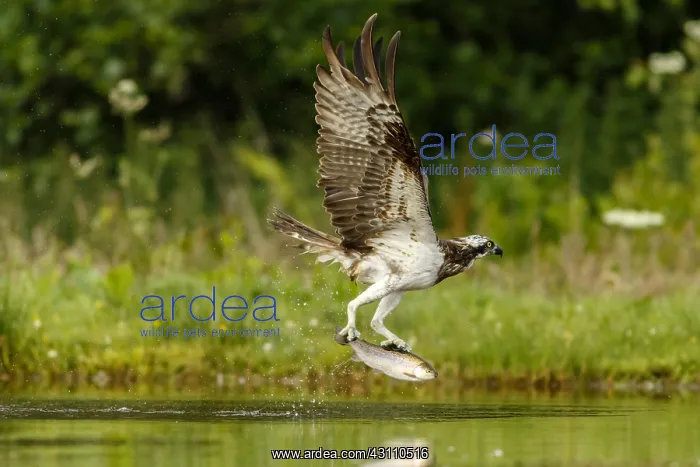 : Osprey - fishing on lake - Sctoland, United Kingdom : Osprey - fishing on lake - Sctoland, United Kingdom