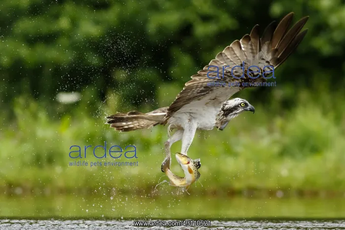: Osprey - fishing on lake - Sctoland, United Kingdom : Osprey - fishing on lake - Sctoland, United Kingdom