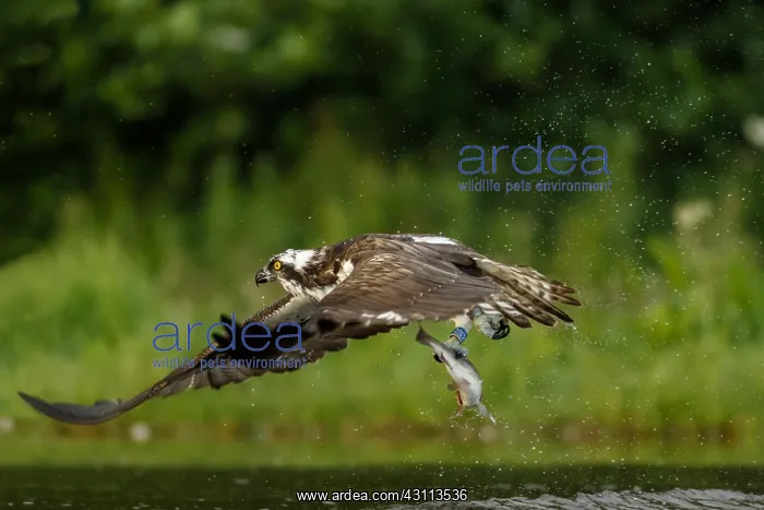 : Osprey - fishing on lake - Sctoland, United Kingdom : Osprey - fishing on lake - Sctoland, United Kingdom