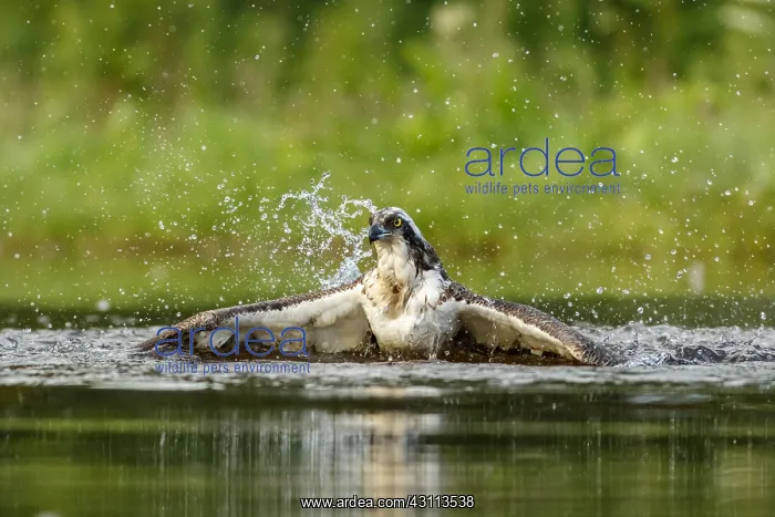 : Osprey - fishing on lake - Sctoland, United Kingdom : Osprey - fishing on lake - Sctoland, United Kingdom