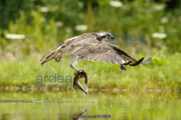  : Osprey - fishing on lake - Sctoland, United Kingdom