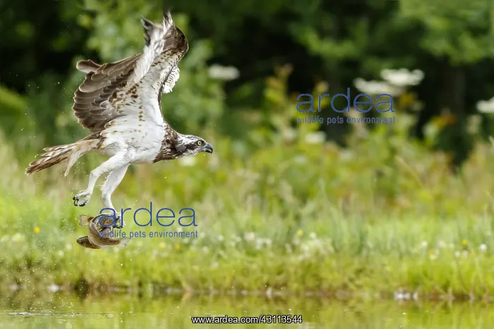  : Osprey - fishing on lake - Sctoland, United Kingdom