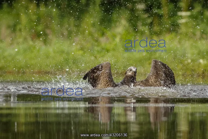 : Osprey - fishing on lake - Sctoland, United Kingdom : Osprey - fishing on lake - Sctoland, United Kingdom