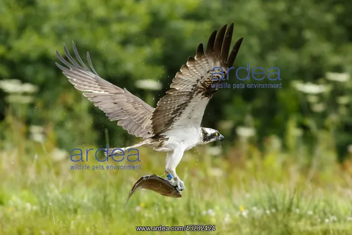 : Osprey - fishing on lake - Sctoland, United Kingdom : Osprey - fishing on lake - Sctoland, United Kingdom