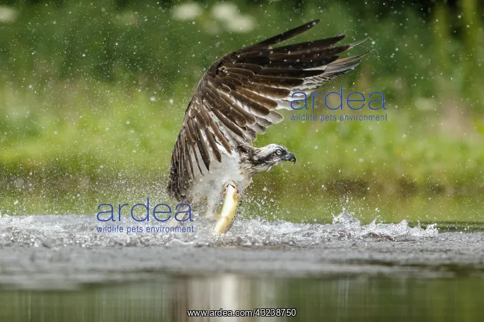 : Osprey - fishing on lake - Sctoland, United Kingdom : Osprey - fishing on lake - Sctoland, United Kingdom