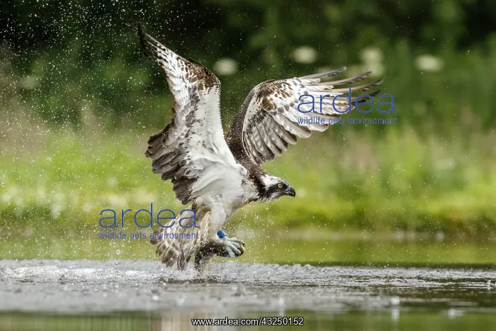 : Osprey - fishing on lake - Sctoland, United Kingdom : Osprey - fishing on lake - Sctoland, United Kingdom