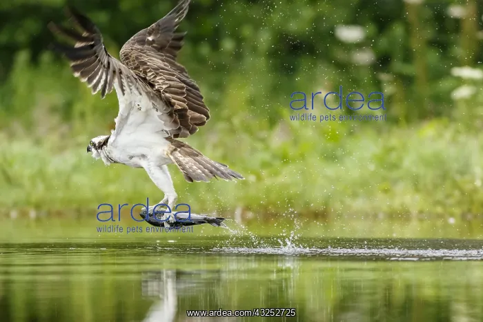 : Osprey - fishing on lake - Sctoland, United Kingdom : Osprey - fishing on lake - Sctoland, United Kingdom