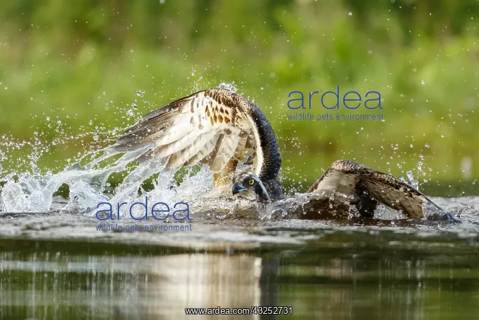 : Osprey - fishing on lake - Sctoland, United Kingdom : Osprey - fishing on lake - Sctoland, United Kingdom