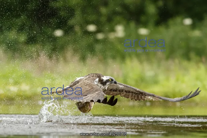 : Osprey - fishing on lake - Sctoland, United Kingdom : Osprey - fishing on lake - Sctoland, United Kingdom