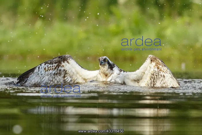 : Osprey - fishing on lake - Sctoland, United Kingdom : Osprey - fishing on lake - Sctoland, United Kingdom