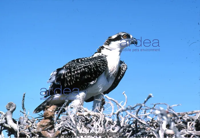 : OSPREY - fledgling : OSPREY - fledgling