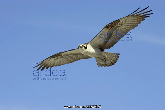 : Osprey - in flight : Osprey - in flight