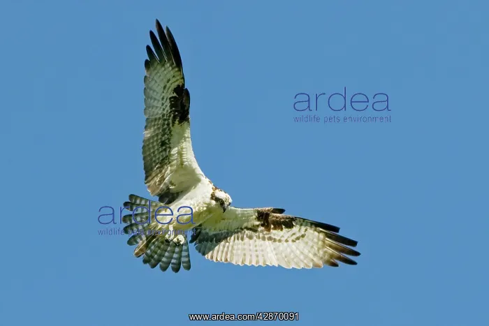 : Osprey - in flight : Osprey - in flight
