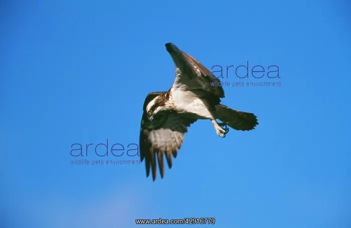 : OSPREY - IN FLIGHT : OSPREY - IN FLIGHT