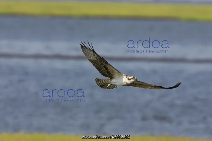 : Osprey in flight : Osprey in flight