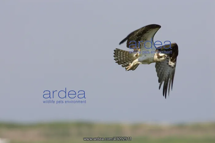 : Osprey in flight : Osprey in flight