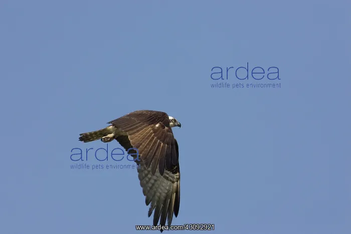 : Osprey in flight : Osprey in flight