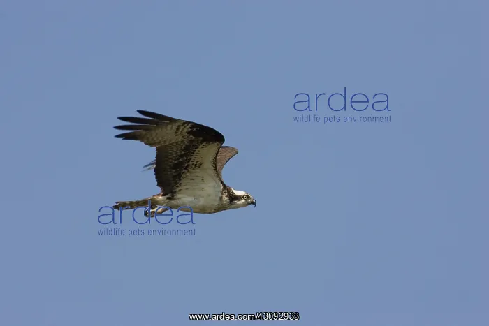  : Osprey in flight