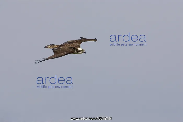  : Osprey in flight