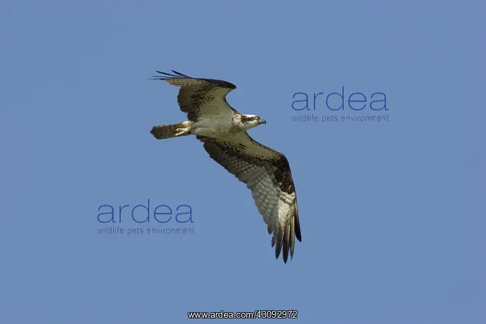  : Osprey in flight