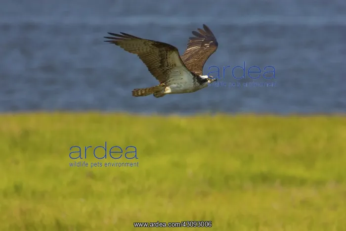 : Osprey in flight : Osprey in flight