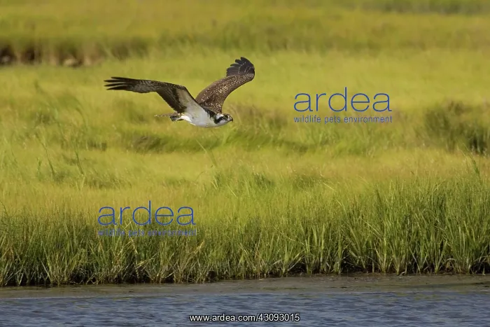  : Osprey in flight