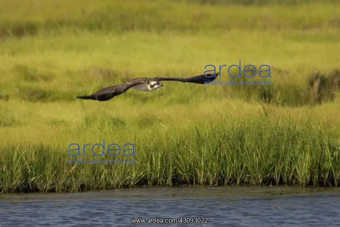 : Osprey in flight : Osprey in flight