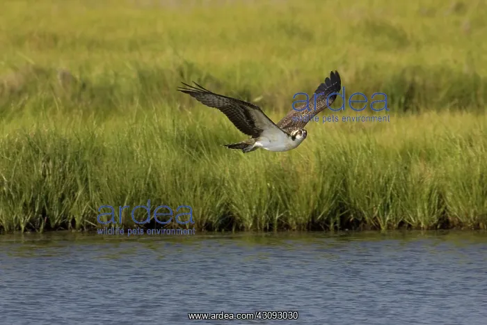 : Osprey in flight : Osprey in flight