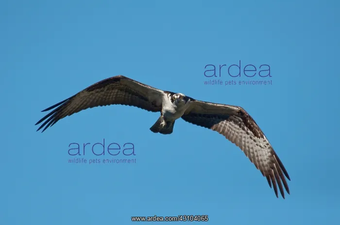  : Osprey in Flight