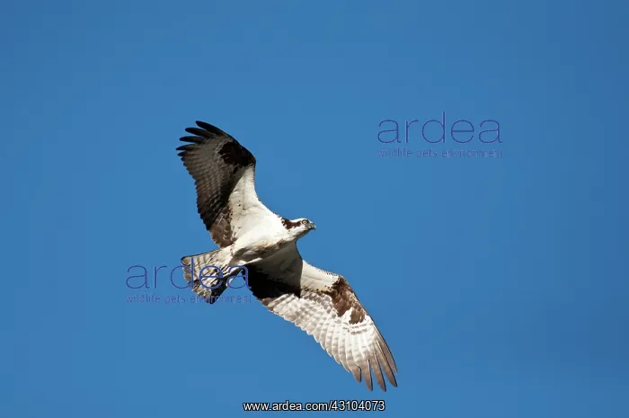 : Osprey in Flight : Osprey in Flight